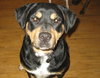 Wynonna-ADOPTED 02.25.12