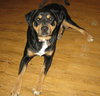 Wynonna-ADOPTED 02.25.12