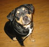 Wynonna-ADOPTED 02.25.12