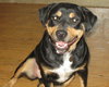 Wynonna-ADOPTED 02.25.12