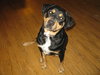 Wynonna-ADOPTED 02.25.12
