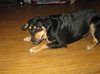 Wynonna-ADOPTED 02.25.12