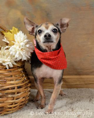 Ross - ADOPTED 06.17.12