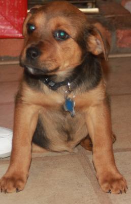 Td Litter Coco - ADOPTED 1.2.12