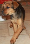 Td Litter Coco - ADOPTED 1.2.12