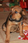 Td Litter Coco - ADOPTED 1.2.12