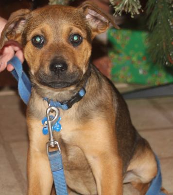 Td Litter Bailey - ADOPTED 1.2.12