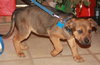 Td Litter Bailey - ADOPTED 1.2.12