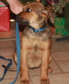 Td Litter Bailey - ADOPTED 1.2.12