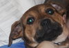 Td Litter Bailey - ADOPTED 1.2.12