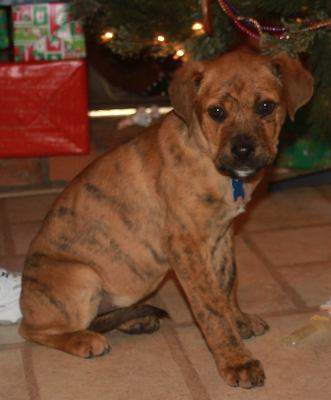 Td Litter Lola - ADOPTED 12.31.11
