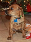 Td Litter Lola - ADOPTED 12.31.11
