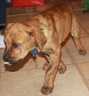 Td Litter Lola - ADOPTED 12.31.11