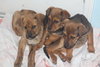 Td Litter Lola - ADOPTED 12.31.11
