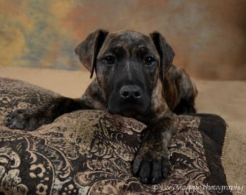 Ud Litter-Mace - ADOPTED 02.26.12