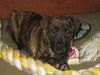 Ud Litter-Mace - ADOPTED 02.26.12