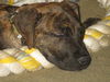 Ud Litter-Mace - ADOPTED 02.26.12