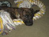 Ud Litter-Mace - ADOPTED 02.26.12