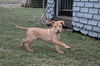 Ud Litter-Pumpkin - ADOPTED 01.22.12