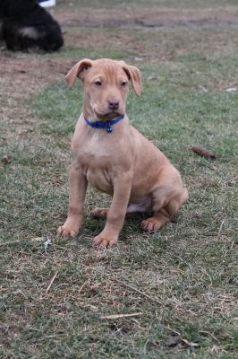 Ud Litter-Pumpkin - ADOPTED 01.22.12