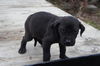 Ud Litter-Rosemary - ADOPTED 02.14.12