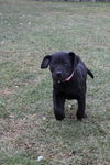 Ud Litter-Rosemary - ADOPTED 02.14.12