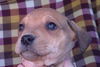 Ud Litter-Tarragon - ADOPTED 01.07.12