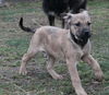 Ud Litter-Tarragon - ADOPTED 01.07.12