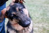 Romeo-ADOPTED 01.03.12