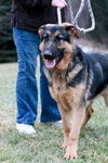 Romeo-ADOPTED 01.03.12