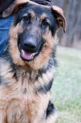 Romeo-ADOPTED 01.03.12