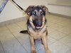 Romeo-ADOPTED 01.03.12