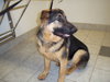 Romeo-ADOPTED 01.03.12