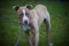 Rudolf-ADOPTED 07.21.12
