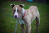 Rudolf-ADOPTED 07.21.12