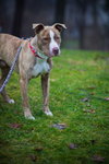 Rudolf-ADOPTED 07.21.12