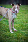 Rudolf-ADOPTED 07.21.12