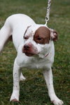 Sozo-ADOPTED 09.06.13