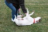 Sozo-ADOPTED 09.06.13