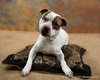 Sozo-ADOPTED 09.06.13