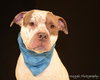 Sozo-ADOPTED 09.06.13