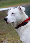 Prancer-PENDING