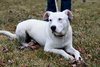 Prancer-PENDING