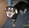 Wilbur 