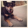 Wilbur 