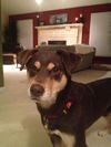 Wilbur 
