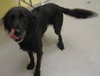 Rollie-ADOPTED 08.25.13
