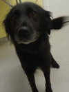 Rollie-ADOPTED 08.25.13
