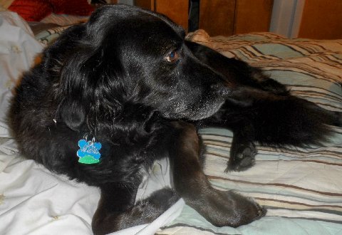 Rollie-ADOPTED 08.25.13