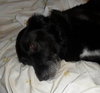 Rollie-ADOPTED 08.25.13